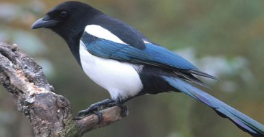 Gazza Ladra _ Elster _ by rossini-in-wildbad.de